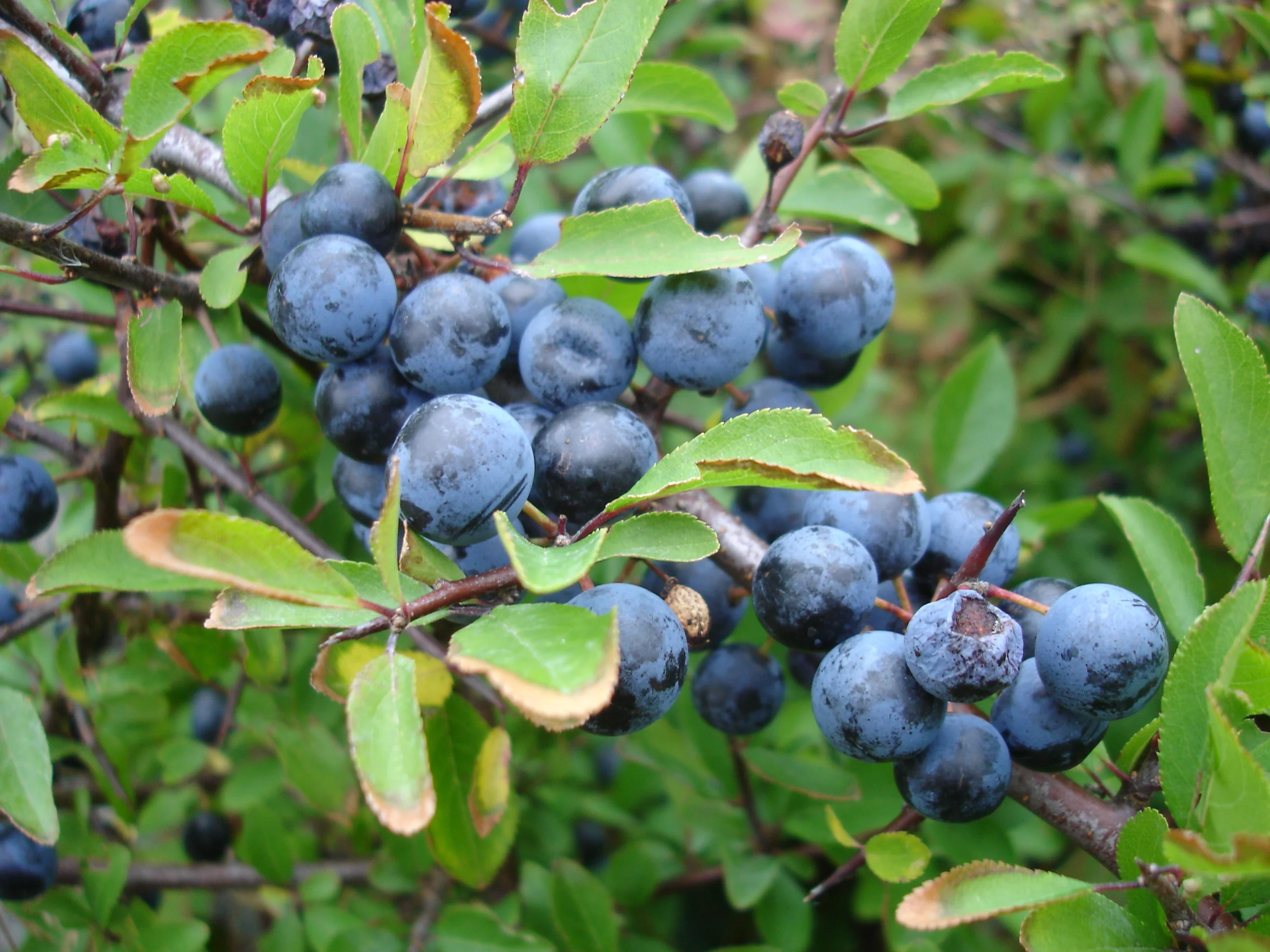 Hayman's Sloe Gin - Image 3
