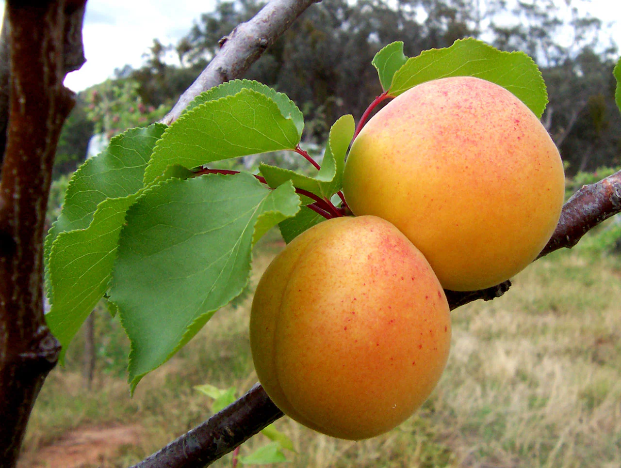 Rothman & Winter Apricot Liqueur - Image 9