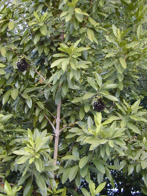 St. Elizabeth Allspice Dram - Image 6