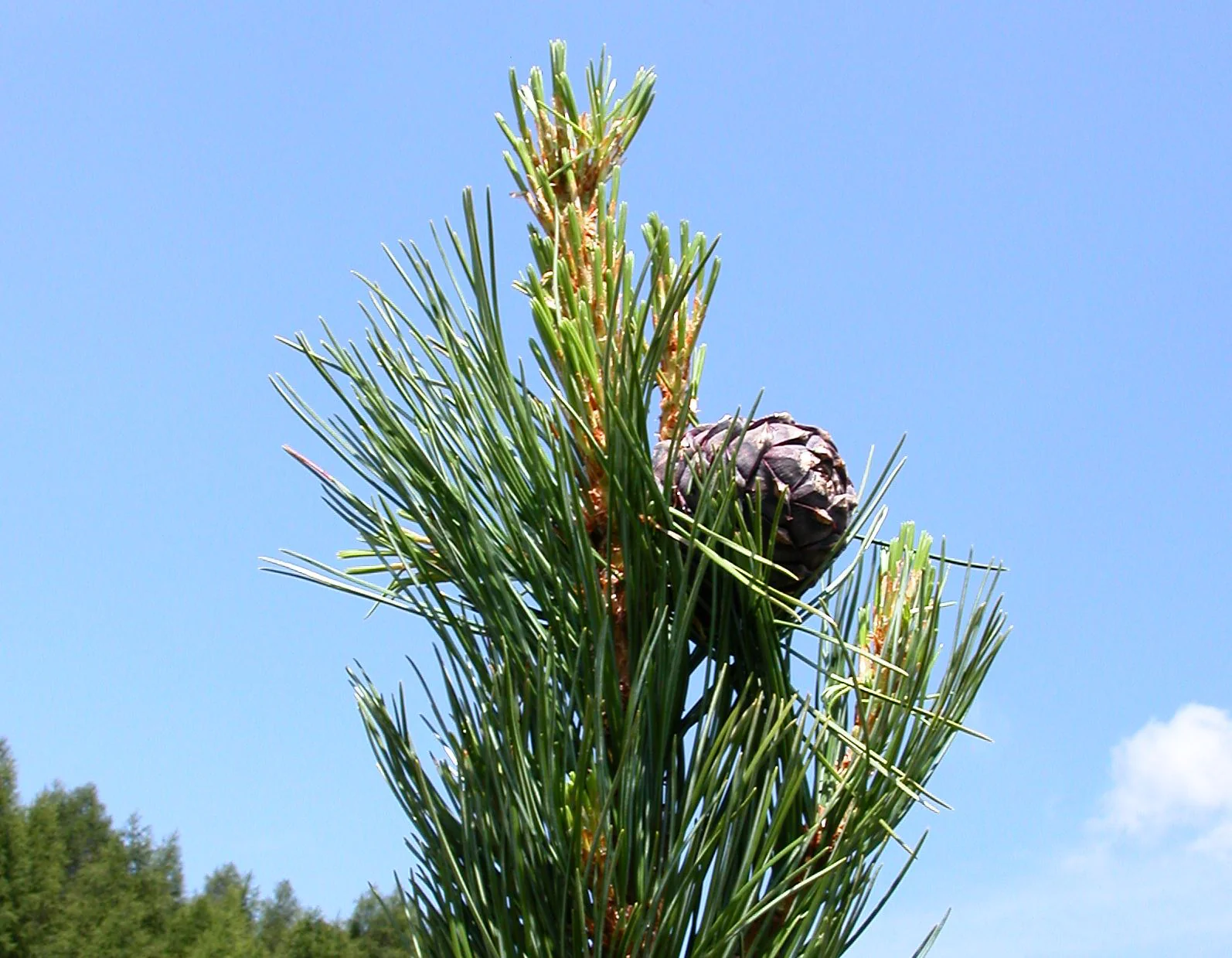 Zirbenz Stone Pine Liqueur of the Alps - Image 6